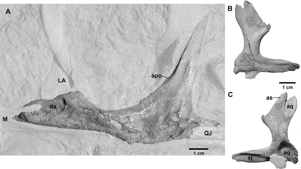 TSUIHIJI ET AL. SKULL OF A JUVENILE TARBOSAURUS 11 FIGURE 9. Jugal and quadratojugal of a juvenile Tarbosaurus bataar (MPC-D 107/7).