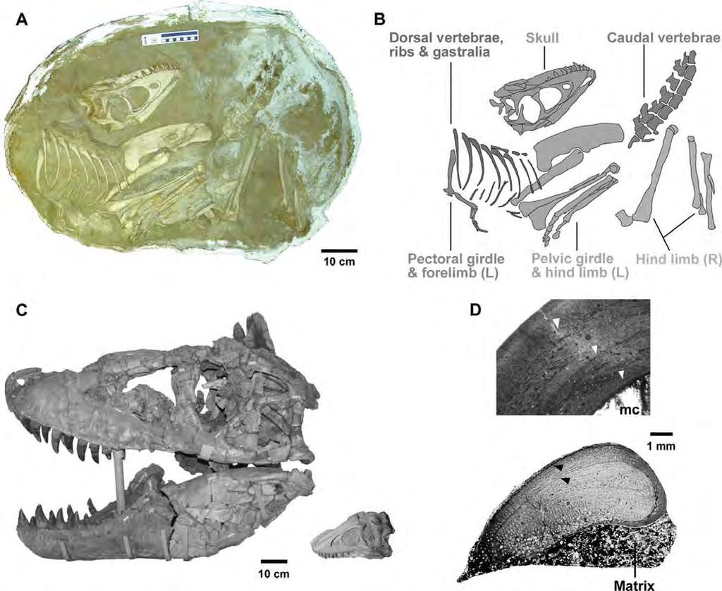 2 JOURNAL OF VERTEBRATE PALEONTOLOGY, VOL. 31, NO. 3, 2011 4C/Art FIGURE 1. Juvenile Tarbosaurus bataar (MPC-D 107/7).