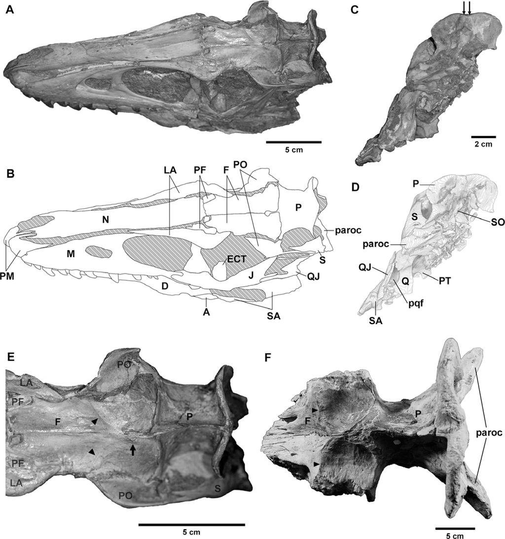 6 JOURNAL OF VERTEBRATE PALEONTOLOGY, VOL. 31, NO. 3, 2011 FIGURE 5. Skull of a juvenile Tarbosaurus bataar (MPC-D 107/7).