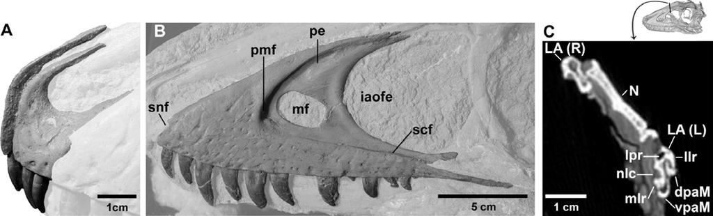 TSUIHIJI ET AL. SKULL OF A JUVENILE TARBOSAURUS 9 FIGURE 7. Premaxilla and maxilla of a juvenile Tarbosaurus bataar (MPC-D 107/7).