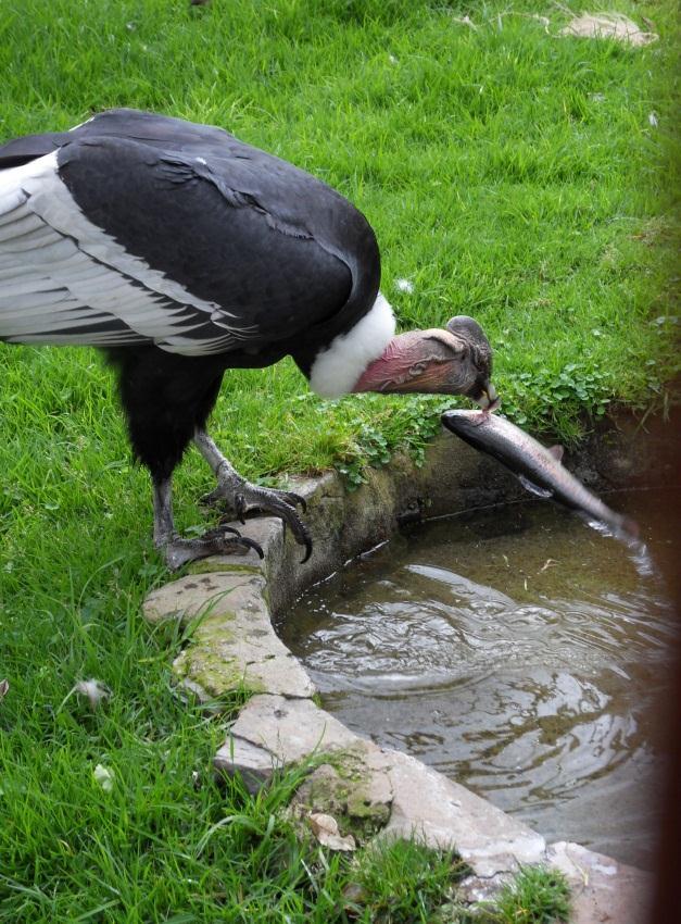 All condors showed interest in the live trout and interacted with them even if the males generally showed more enthusiasm and put more effort into attempts to catch them.