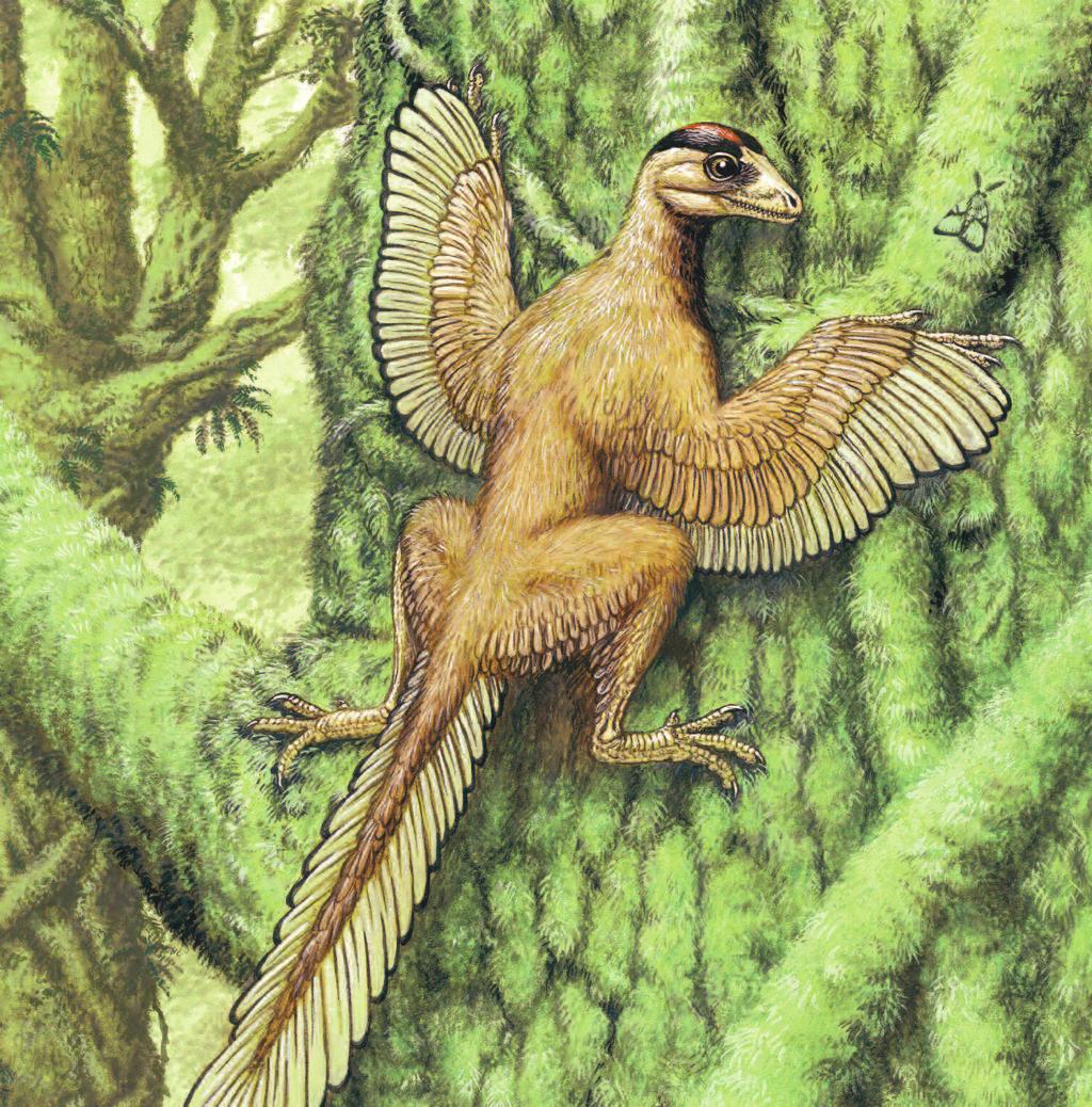 MICRORAPTOR Pronunciation: MY-kroh-RAP-tur Microraptor was probably the smallest dinosaur that ever lived.