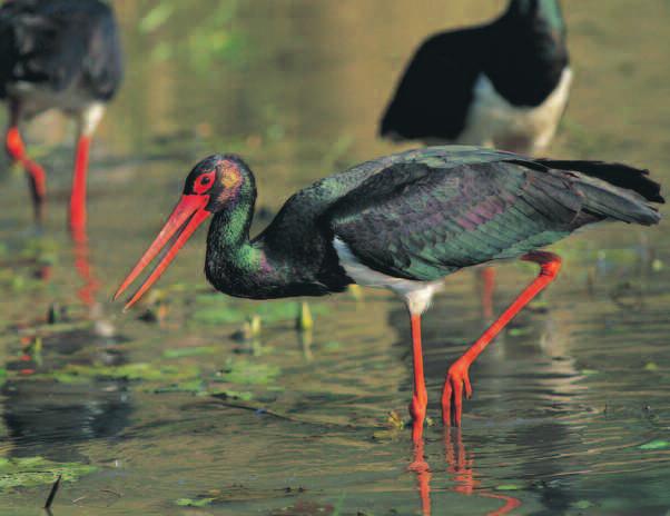 Lakeside hunter today The black stork looks for food in shallow water, much like Guanlong