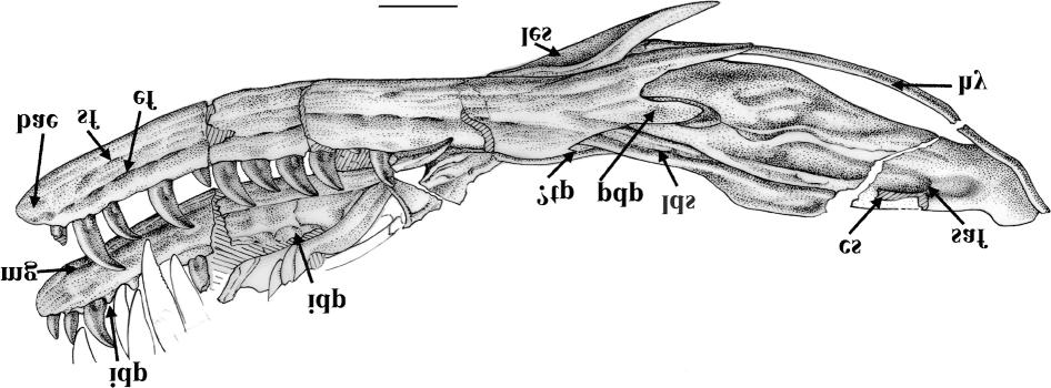 1748 Can. J. Earth Sci. Vol. 38, 2001 Fig. 6. Sinornithosaurus millenii (IVPP V 12811). Mandible.