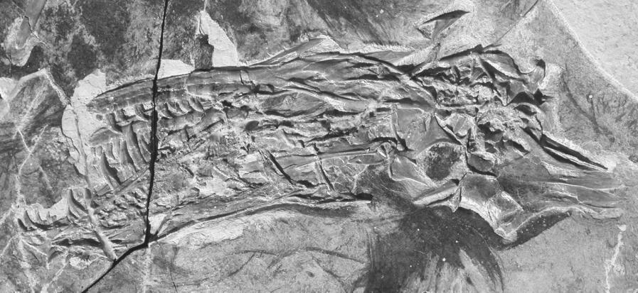 Xu and Wu 1741 Fig. 1. Sinornithosaurus millenii (IVPP V 12811). Photograph of skull and mandible in side view (skull roof in dorsal view). Fig. 2. Sinornithosaurus millenii (IVPP V 12811). Skull and mandible in side view (skull roof in dorsal view).