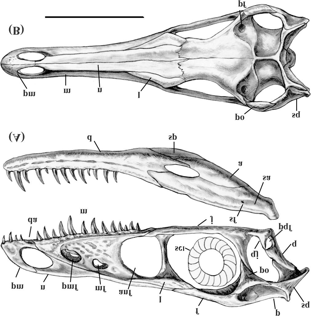 1742 Can. J. Earth Sci. Vol. 38, 2001 Fig. 3. Reconstruction of the skull and mandible of Sinornithosaurus millenii (IVPP V 12811) in lateral (A) and dorsal (B) views.