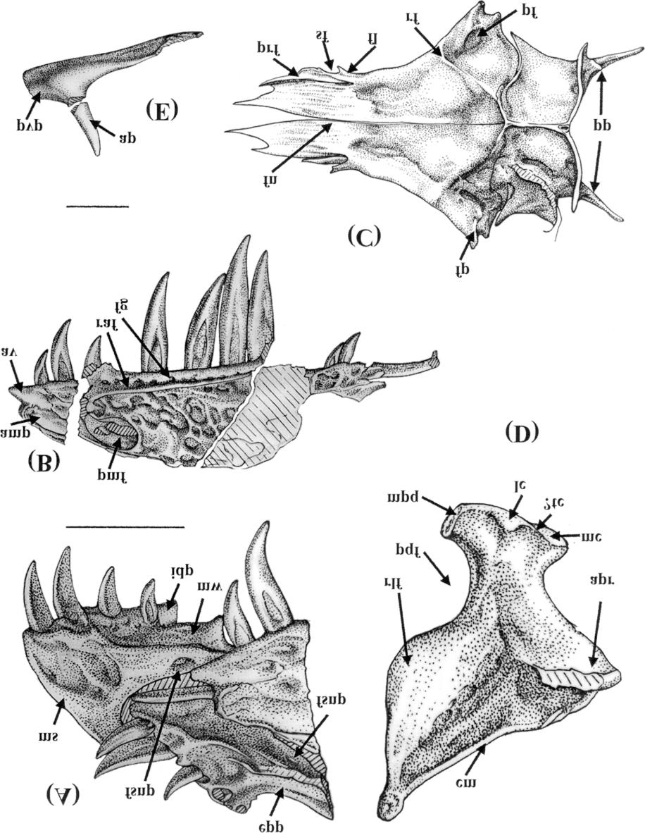 Xu and Wu 1743 Fig. 4. Sinornithosaurus millenii (IVPP V 12811).