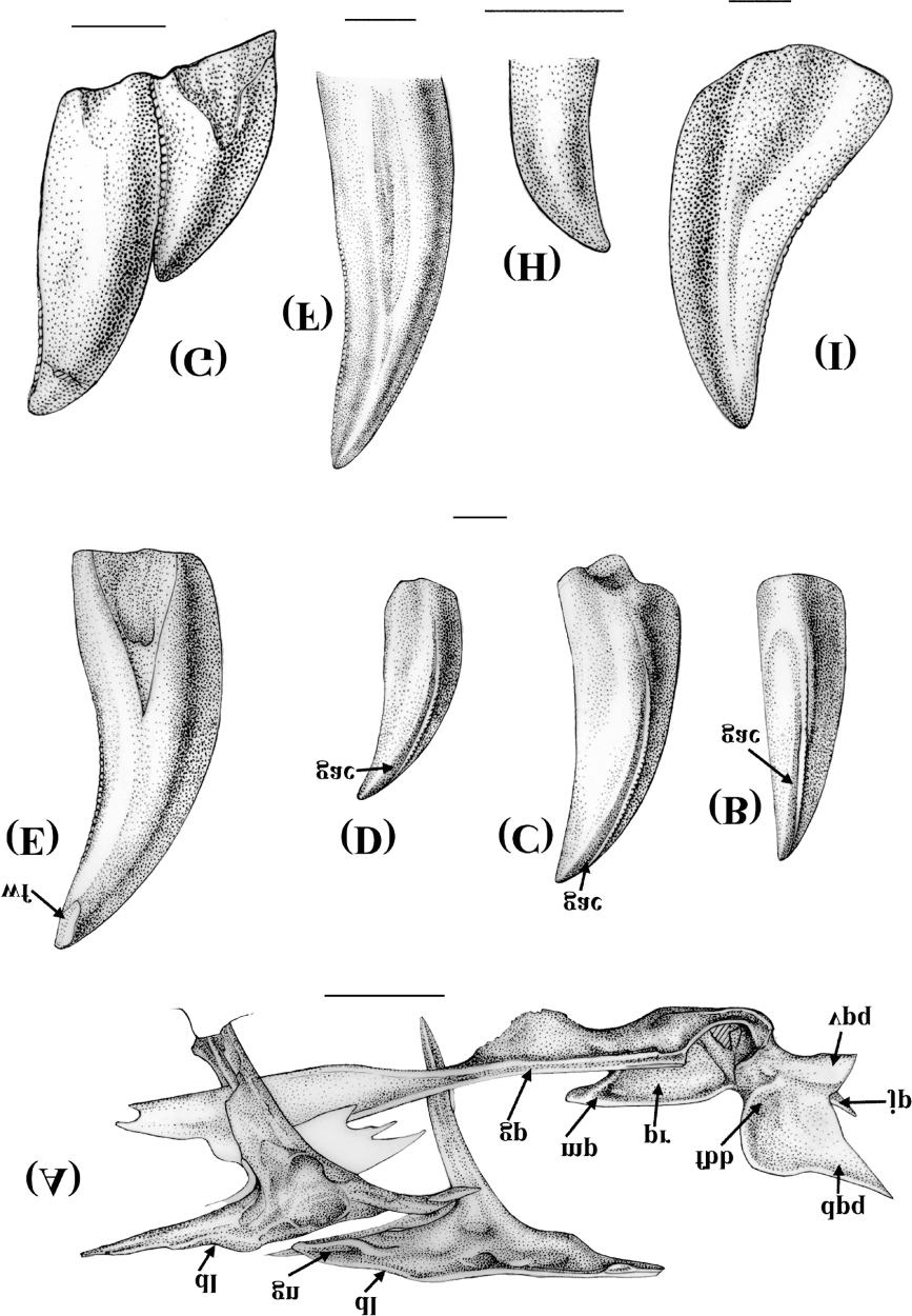 1746 Can. J. Earth Sci. Vol. 38, 2001 Fig. 5. Sinornithosaurus millenii (IVPP V 12811).