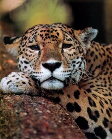 Felis Panthera catus Silvestris (wildcat) tigris