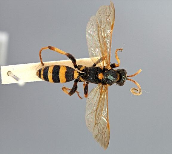 Large and/or colourful species Ichneumon xanthorius Another of the medium