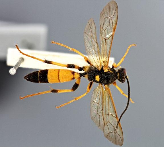 The precise colour pattern on the abdomen in both sexes is distinctive in