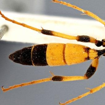The male is similar to many other species of Ichneumon with an