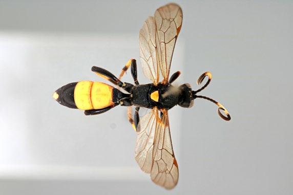The female has entirely yellow first and second segments on the abdomen with a yellow spot at the tip.