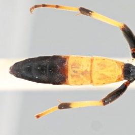 (potentially confusing) replacement name of Ichneumon stramentor.