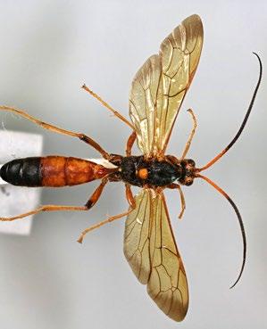 Large and/or colourful species Callajoppa cirrogaster and Callajoppa exaltatoria Both these species of Callajoppa are parasitoids of