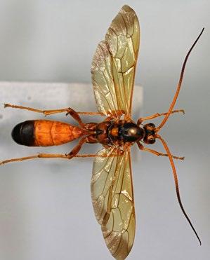 Both are similar in coloration and have pale markings at the base of the antennae as well as yellow colouration around the eyes and at the