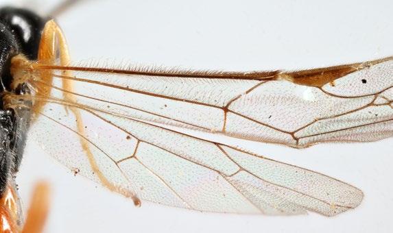 of long, curved hairs along the leading edge of the forewing, together with a wide, pale brown clypeus.