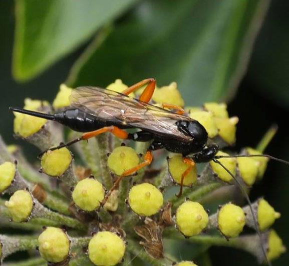 Mainly black-bodied species with orange legs Pimpla rufipes (black slip wasp.
