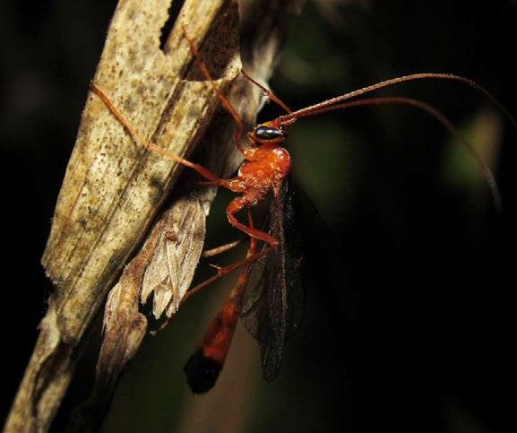 Nocturnal, orange-bodied species sickle wasps Enicospilus ramidulus All Enicospilus species are predominantly orange-bodied and most have floating pieces of orange chitin, called sclerites, in