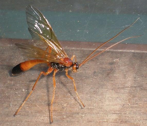 Nocturnal, orange-bodied species sickle wasps Opheltes glaucopterus A large orange species easily