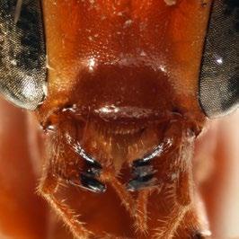 Although very similar to other large orange wasps, closer inspection reveals a combination of features unique to O. luteus and pictured below.