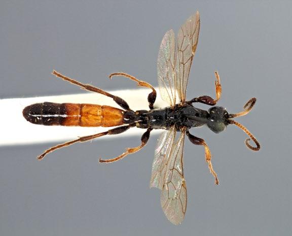 Others Alomya debellator Medium sized (10 18mm) black wasp with broad orange bands on the abdomen and orange on the lower leg joints.