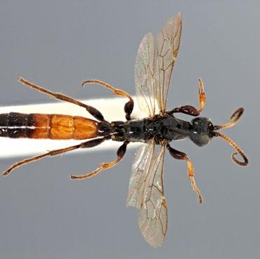 orange-bodied species Sickle wasps Mainly