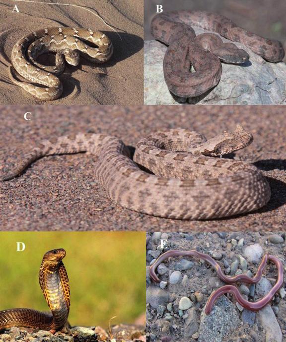 Snake fauna of Shirahmad wildlife refuge and Parvand protected area, Iran 81 Figure 4.