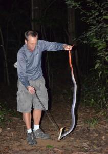 Vern with red-headed krait deadly