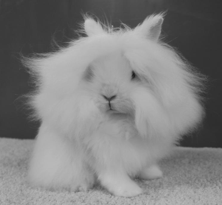 LIONHEAD STANDARD Varieties: Ruby-Eyed White and Tortoise (Black, Blue, Chocolate, & Lilac) SCHEDULE OF POINTS GENERAL TYPE... 40 Body... 25 Head... 10 Ears... 5 FUR....45 Mane... 35 Coat... 10 COLOR.
