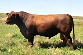 She was the $28,000 pick of the 13 heifer calves at Jeffries and her full sib was selected by Accelerated Genetics as the high selling bull in Jeffries 14 bull sale and is now one of their leading AI