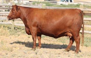 00 C-T Blockana 2023 is fast becoming one of our top donor cows producing a top herd bull C-T Red Quest 4010 to Overmiller Red Angus and Ravishing Reds.