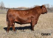 C-T Red Rock 5033 is the new Genex upcoming young herd sire by Redemption and out of a solid Ole s Oscar cow. He is power with fluid movement and superior calving ease.