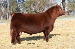 Choice of Embryo Packages 1 Dam SLGN X-Tra Sweet 058X 3 Sire Possibilities Cowtraks Ranch Tipton, Iowa Samantha Frederick 319-530-2874 cowtraksranch@gmail.