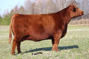 24 2 Flush Opportunities D-Bor Cattle Boonville, Indiana Rob Dimmett 812-305-2749 redimmett@aol.