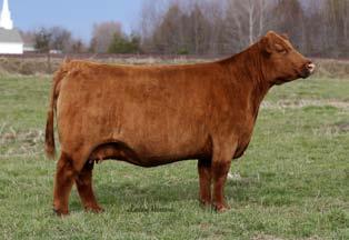 has been the hidden donor cow in the red angus breed!! She has old school genetics that work, with a ton of bone, volume, growth, and hair.
