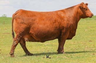 He is a Rollin Deep Y118 son and out of a Epic R397K daughter. It looks like the stars are all lined up for this package of embryos!