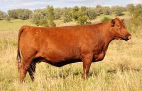 30 One of the Breed s Hot Young Sires with the Proven Money Making Copper Queen Cow Family! Jacobson Red Angus Hitterdal, Minnesota Gary Jacobson 701-361-3189 gjrangus@feltontel.net www.