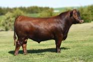 Forever Queen 950 is a powerful maternal sister to Coley s Mojito, out of the famed Copper Queen 2657 cow.