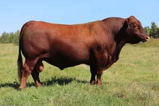 32 Johnson Family Cattle Shawano, Wisconsin Brad & Lindsay Johnson 715-498-9328 johnsonfamilycattle@