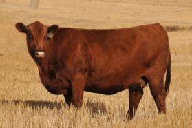 08 23 0.49 0.01 Laso Leanna BC114R, is a cow that comes right to the top of the herd, and she has been making waves around the breed with her outstanding progeny.