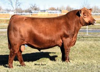 the amazing cow! She herself sold 1/2 international in the Mayhem sale at $13,500 to Blairs. She had a daughter top the JK dispersal at $8000 to Rhodes Red Angus.