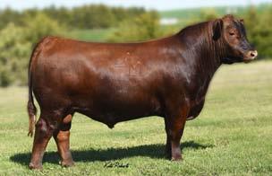The first sire in this package of 5 embryos is the 209 Herdbuilder EPD bull called Profitbuilder!