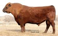 Red Angus. These bulls are some of the most sought after in the breed. Selling 1 Package of 15 Straws Semen stored at KABSU, Manhatten, KS.