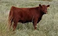2014 SSS Bull Sale at $27,000 Stacked mating of the Red SSS Belle 612P Donor Dam What an exceptional