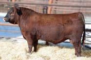 If you remember back to one year ago in this very sale, the Arrowsmith pick of the heifers was the high