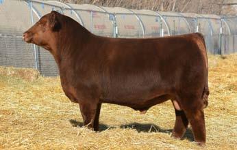 00 24-0.02-0.03 Power Eye definitely needs no introduction to the Red Angus breed with his productive record and reputation for producing winners in both the show and sale arenas!