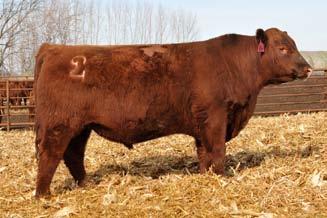 61 Jacobson Indy 5063 Stoneview Red Angus Forest River, North Dakota Nick Stegman 701-330-3017 Rob Watterud 701-641-1069 stoneviewredangus@gmailcom Jacobson Front Man 6154 62 BUF CRK THE RIGHT KIND