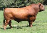 63 Traylor Red Angus Delta, Alabama Ritchie Traylor 256-276-2697 or 334-646-9074 gotmilk.