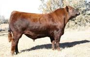 65 Semen Package Traylor Red Angus Delta, Alabama Ritchie Traylor 256-276-2697 or 334-646-9074 gotmilk.traylor98@gmail.